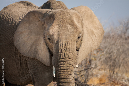 Elefanten Portrait aus Namibia