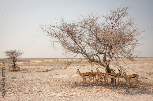 Fototapeta Naklejka Na Ścianę i Meble -  Antilopen auf der Flucht vor der Hitze