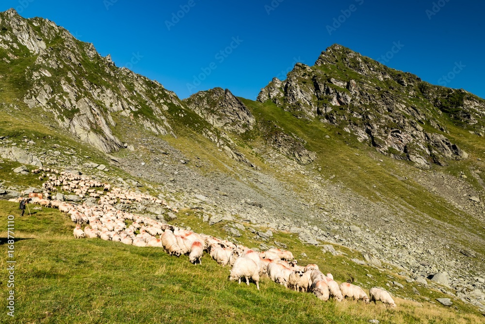 Sheeps in the mountain