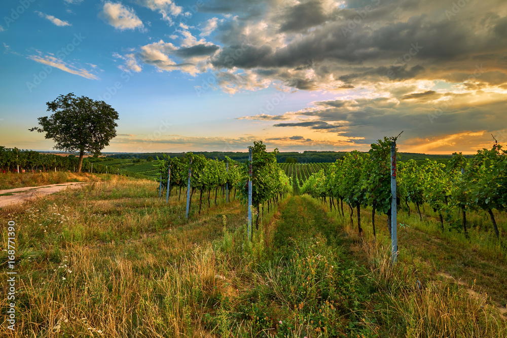 Beautiful scenic vineyards at sunset, Czech republic