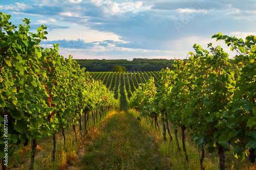 Rows of vineyards in summer, South Moravian Region, Czech Republic