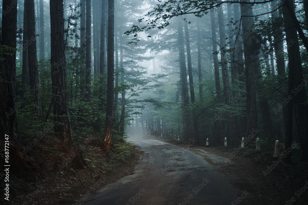 fog, night, forest, dusk, nature, road, autumn, dark fog, night, forest, dusk, nature, road, autumn, dark