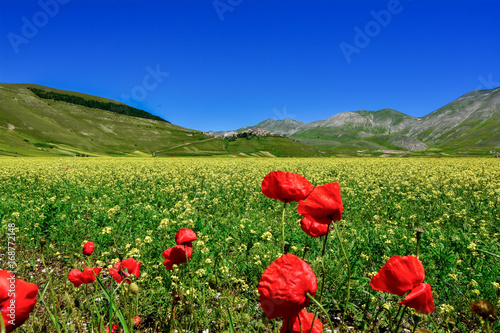 Panorama of sibillini mountains in spring with the flowering of Castelluccio di Norcia in Umbria Italy