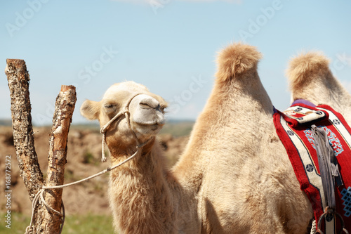 Canvas Print Double hump camels (Bactrian Camels) in grassland of Mongolia are in danger