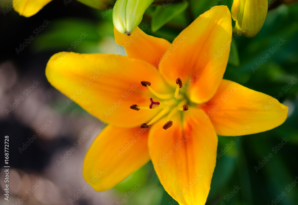Yellow Lily in the garden Yellow Lily in the garden