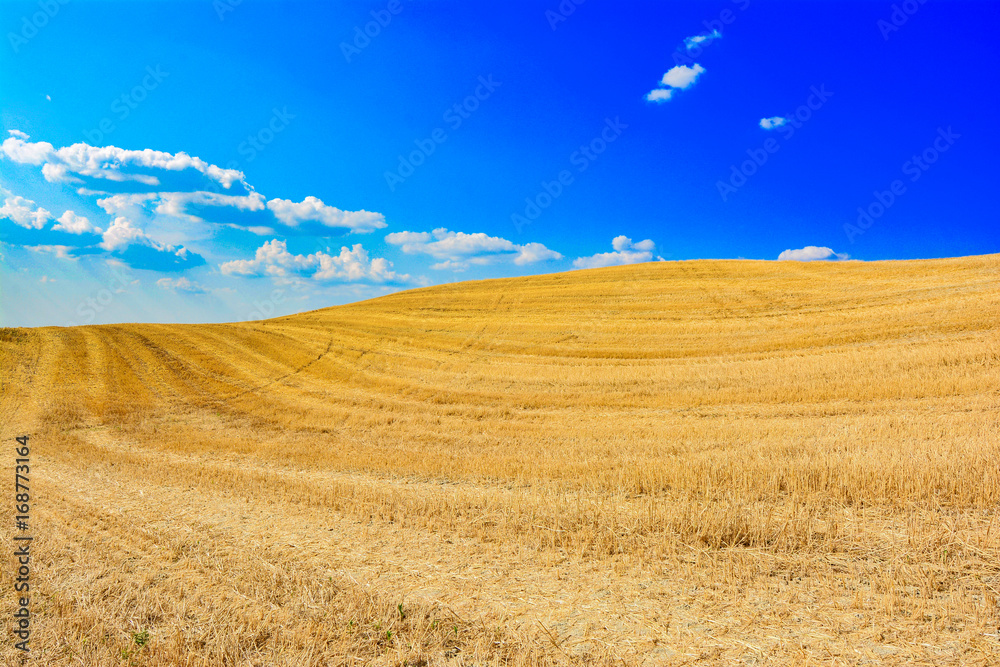 Fototapeta premium Lands of Siena, colored hills and blue sky in the countryside