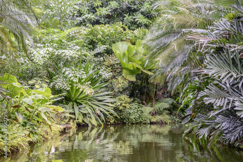 small river in the tropical jungle with overgrown exotic plants by the banks