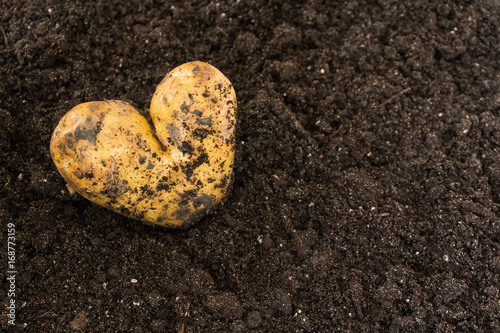 Potato in the form of heart on the soil. Love can be found everywhere.