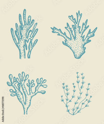alga vector sketch