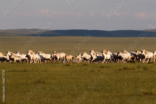 Mongolian white wild horses running on the endless grasslands © yavuzsariyildiz