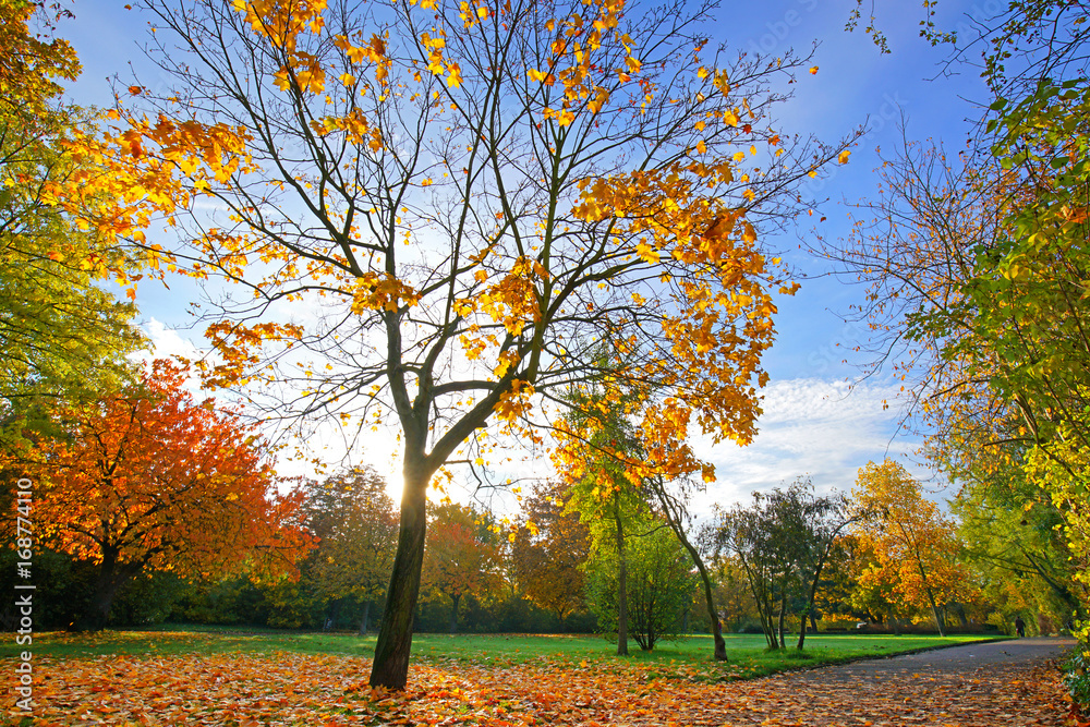 Foto Stock Herbst Blätter fallen vom Baum Adobe Stock
