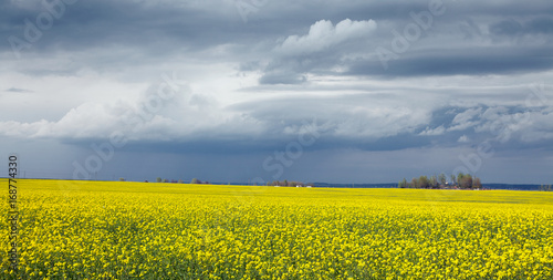flowers of oil in rapeseed field with blue sky and clouds. natural background