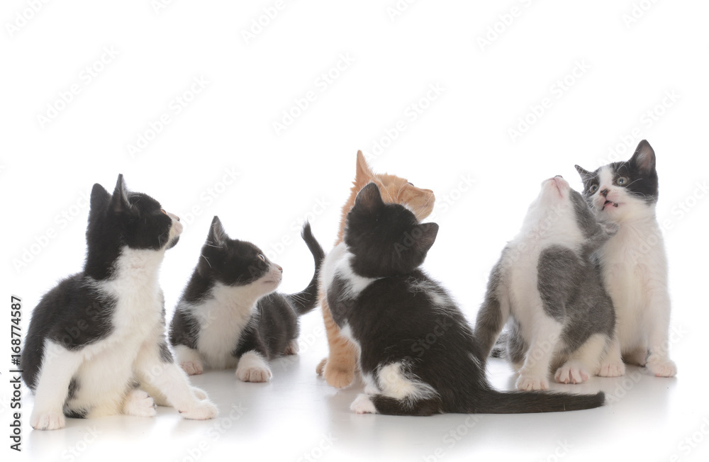 litter of young kittens