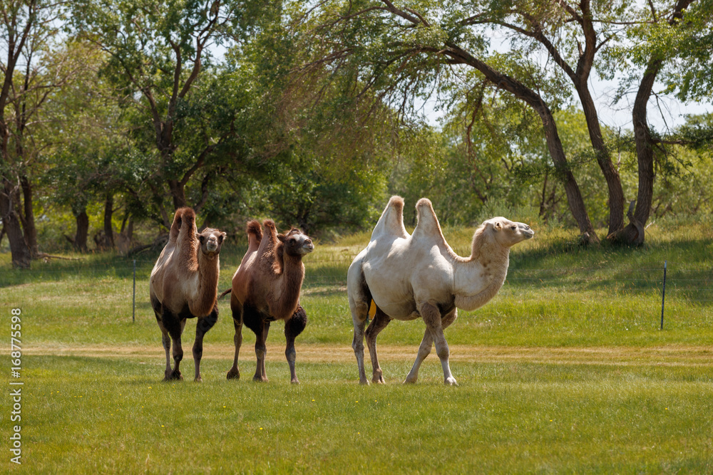 Double hump camels (Bactrian Camels) in grassland of Mongolia are in