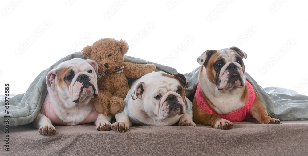 Obraz premium dog pajama party