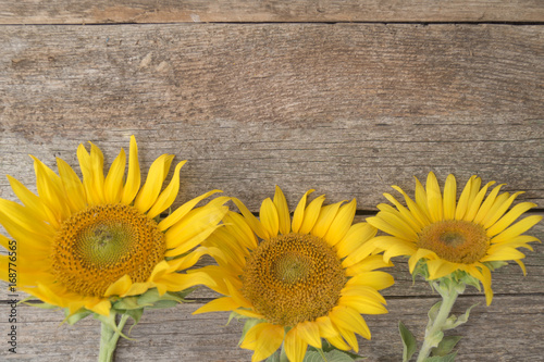 Fototapeta Naklejka Na Ścianę i Meble -  Three sunflowers are arranged in ascending order on the old wooden background. Growth and development concept.