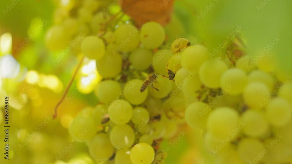 Close-up of a bee and wasps eat green grapes on a vine on a sunny day Close-up of a bee and wasps eat green grapes on a vine on a sunny day