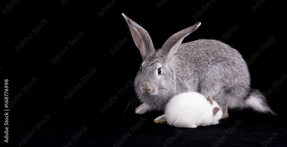 Obraz premium Gray rabbit on a black background
