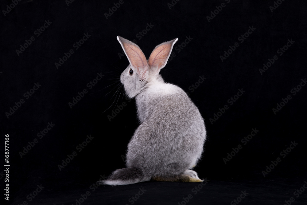 Obraz premium Gray rabbit on a black background