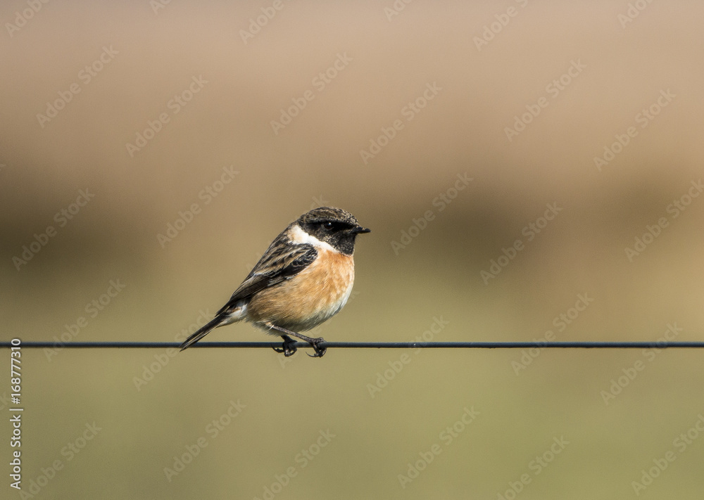 Obraz premium Stonechat