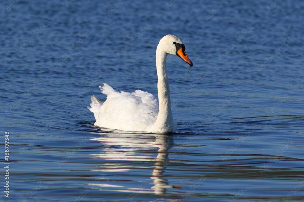 Cygnus olor. Mute Swan closeup on the water in Siberia Cygnus olor. Mute Swan closeup on the water in Siberia