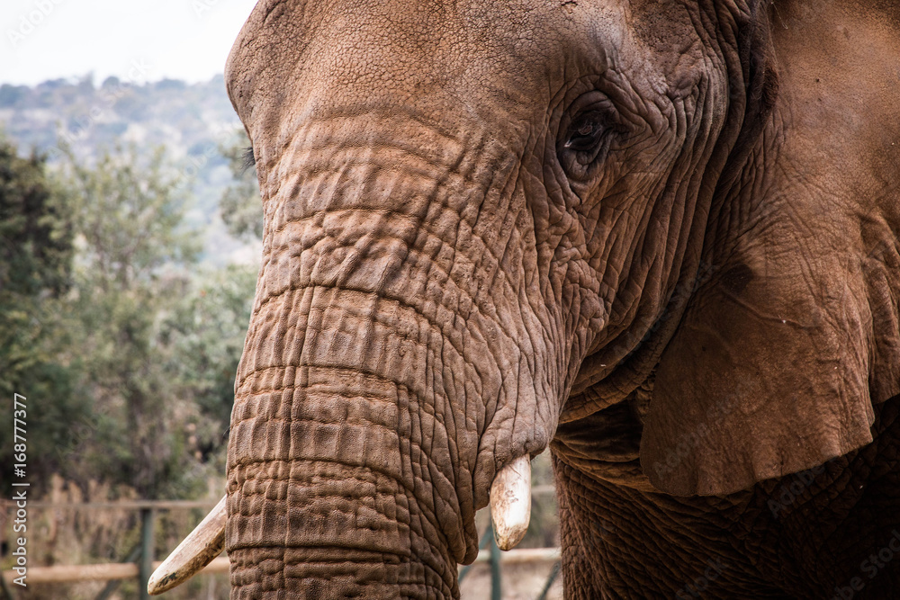 Sad African Elephant Sad African Elephant
