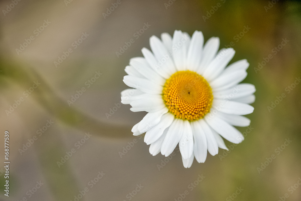 Fototapeta premium nature flower camomile