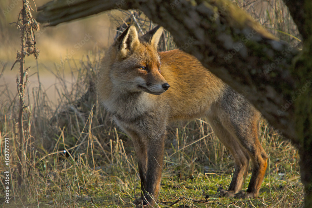 Red fox Red fox