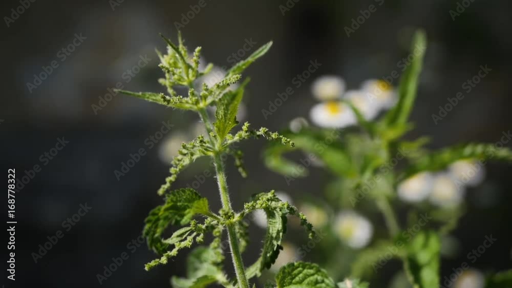 Nettle, grass, close-up, wind, summer, nature, sunny weather, field, lawn, beetle, shot, tree, bush, leaf, Nettle, grass, close-up, wind, summer, nature, sunny weather, field, lawn, beetle, shot, tree, bush, leaf,