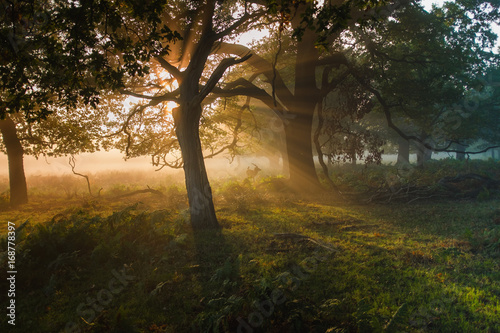 Woodland spirits. A magical scene, with sunlight streaming through the trees illuminating a deer with a crow on its back.