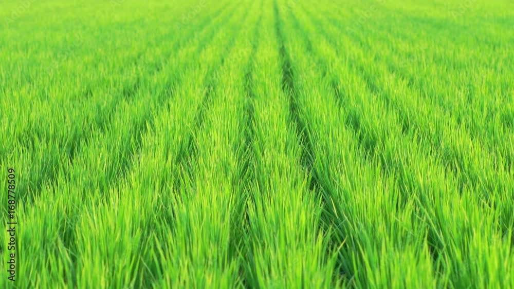 Grass of rice field swaying in wind in summer
Grass of rice field swaying in wind in summer
