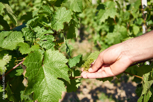 Fotografi Inflorescence of the vine in valley of Moselle / Vintner checking the flowers in