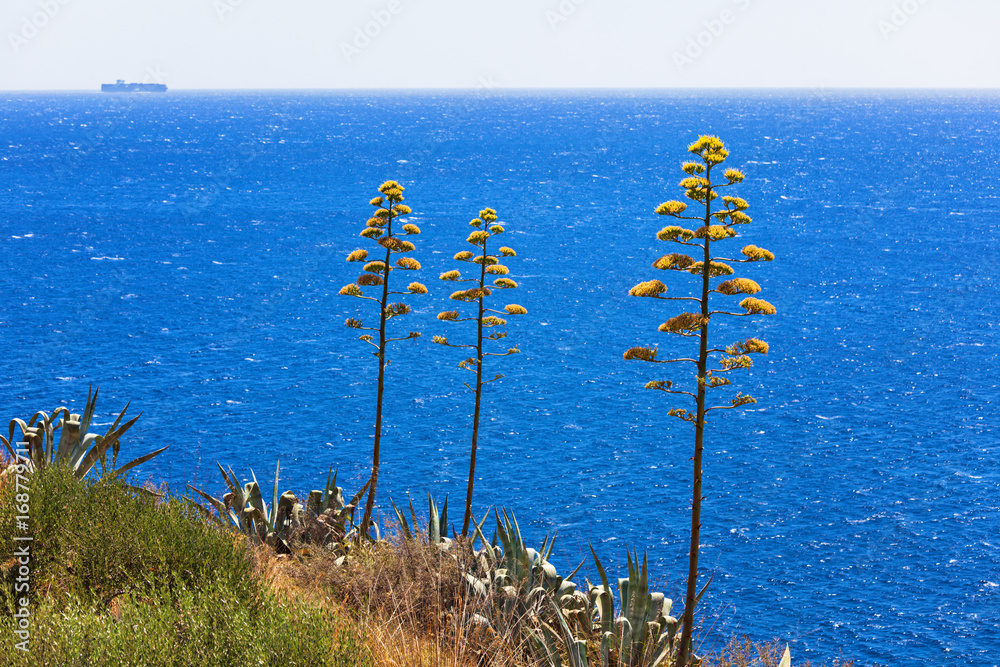 Agave plants against blue Mediterranean sea in Calabria