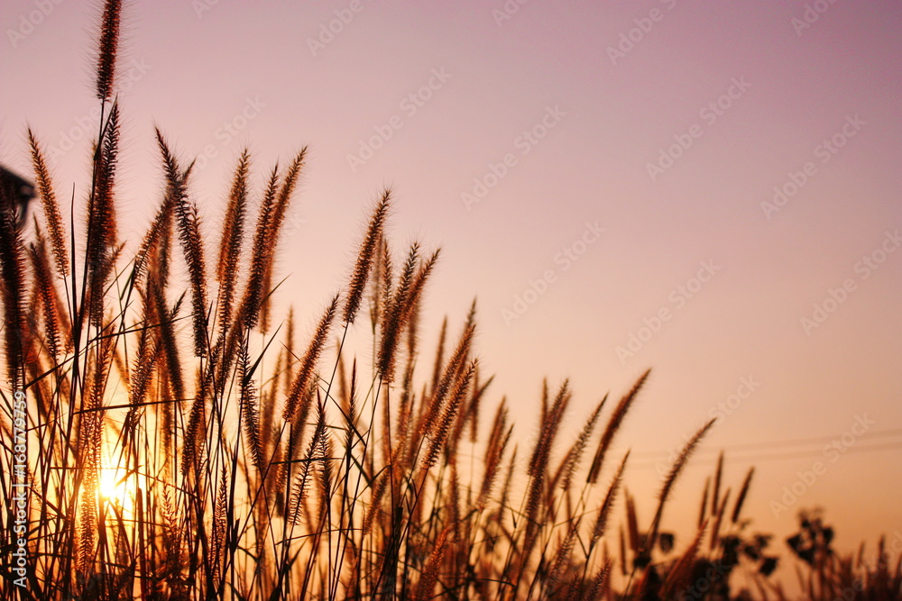 The nature grass flower in sunset before night and blur vintage background. The nature grass flower in sunset before night and blur vintage background.