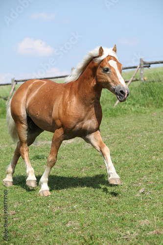 Amazing haflinger running on pasturage