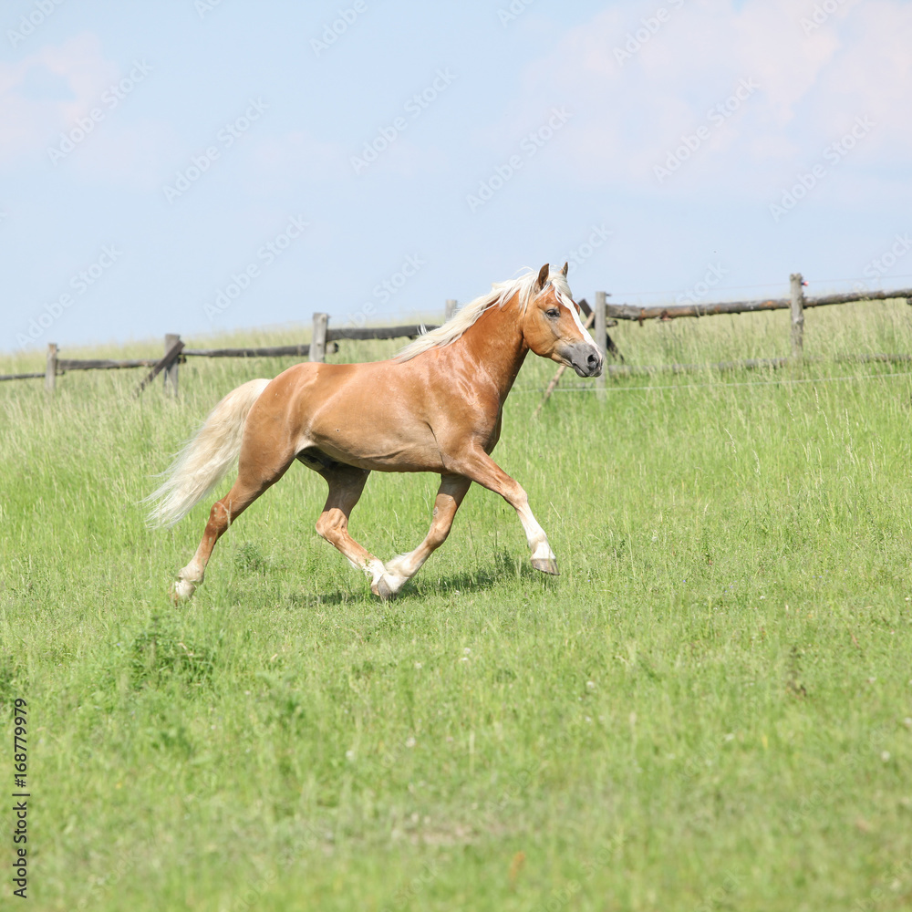 Amazing haflinger running on pasturage Amazing haflinger running on pasturage