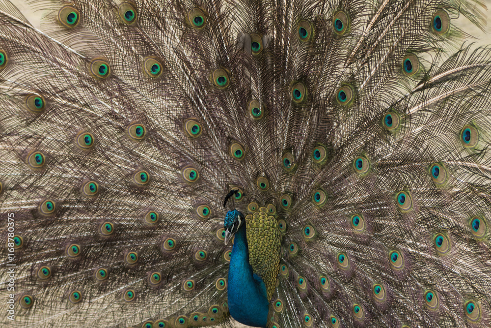 Naklejka premium Peacock