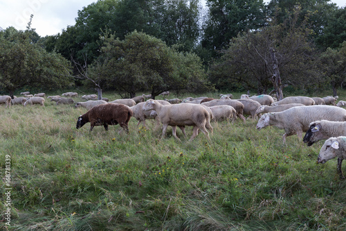 sheeps at august summer time in south germany near stuttgart © rudolfgeiger