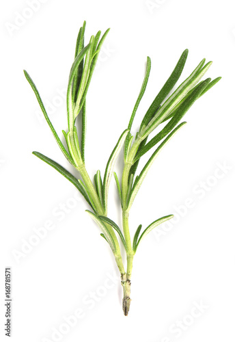 Green sprig fresh rosemary isolated on white background. Branch of rosemary