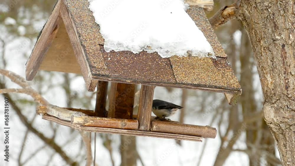 Birds feeder in the park Birds feeder in the park