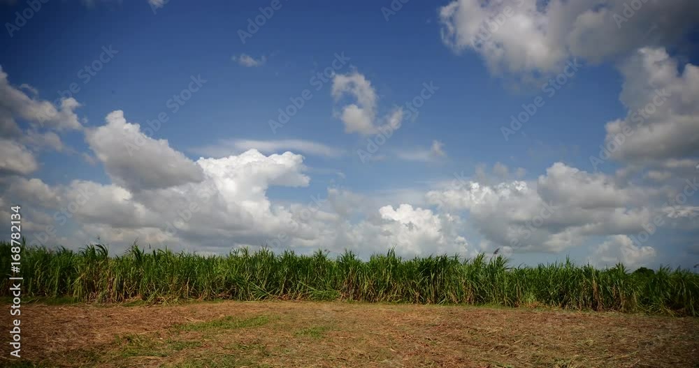 crops time lapse crops time lapse