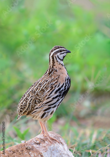 Rain Quail or Coturnix coromandelica, beautiful bird standing on a rock with green background.