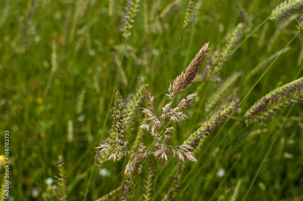 Meadow plants closeup as green natural background Meadow plants closeup as green natural background
