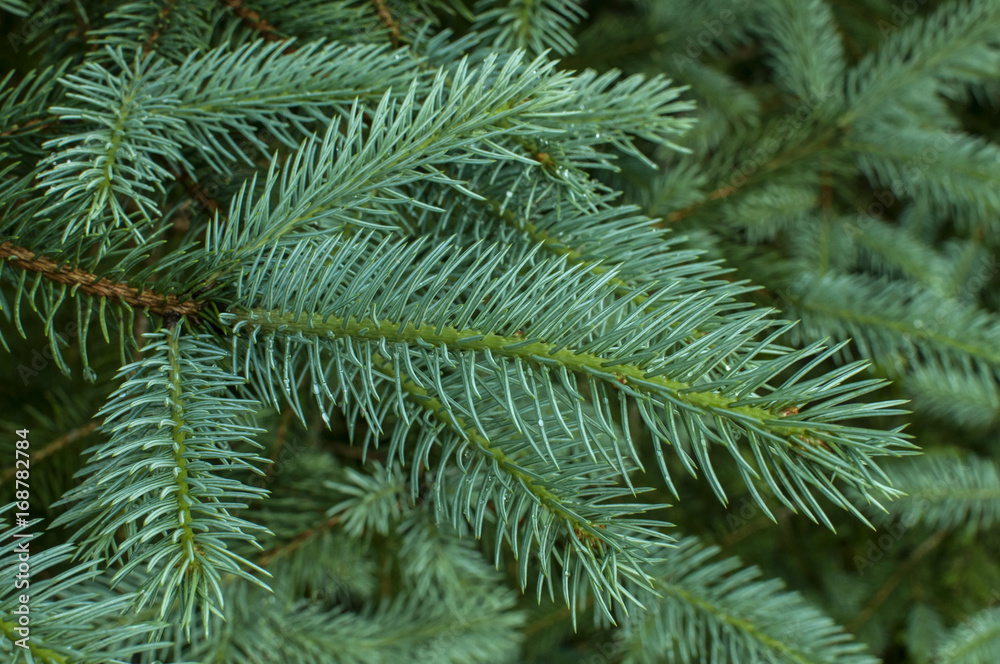 White spruce branch with fresh leaves closeup as natural background White spruce branch with fresh leaves closeup as natural background