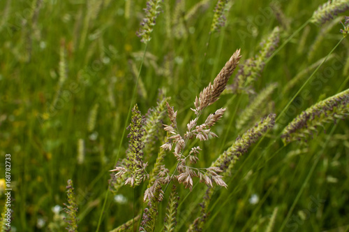 Meadow plants closeup as green natural background