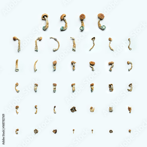 Psilocybin Magic Mushrooms photo