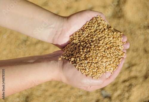 Men's hands holding ripe wheat