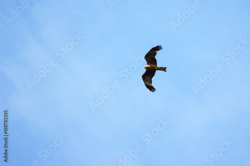 Black kite flying on blue sky background