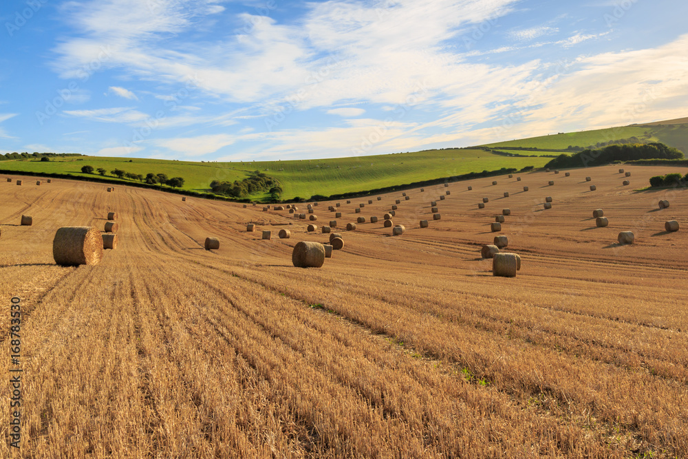 Harvest Landscape
