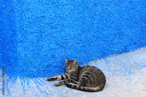 Chefchaouen Marrakesh Morocco chat cat  ville bleue © Sophie